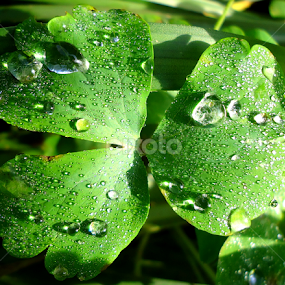 The raindrops and morning dew by Gordana Cajner - Nature Up Close Natural Waterdrops