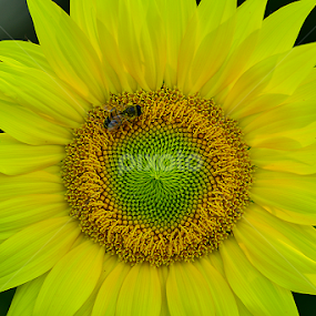 i need your nectar by Jayson Bisa - Flowers Flowers in the Wild