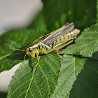 Two-lined Grasshopper