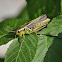 Two-lined Grasshopper