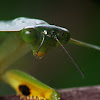 Shield Mantis , Mantis