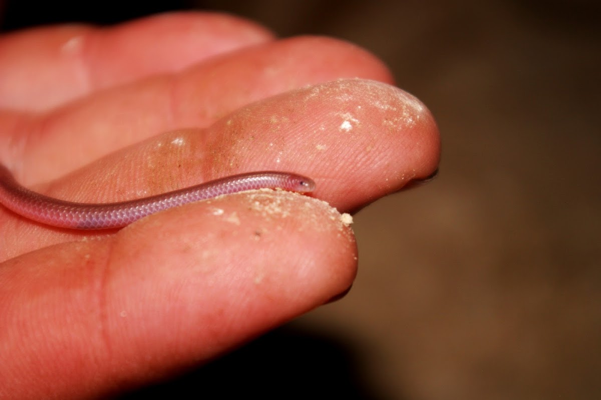 Texas Blind Snake