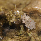 Toad bug