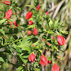 Turks Cap (red shrub)