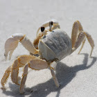 Ghost Crab