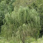 Weeping Willow