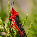 Common Milkweed Locust