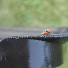 Ladybug