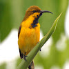 Yellow Bellied Sunbird ( Immature Male Pictured )