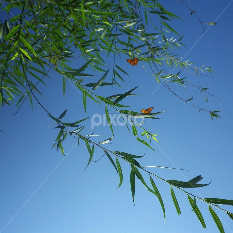 rama rama by Ully Zoelkarnain - Nature Up Close Leaves & Grasses