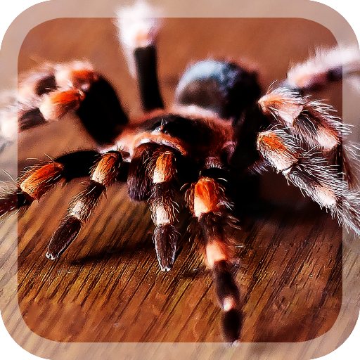 Big Spiders Live Wallpaper 個人化 App LOGO-APP開箱王