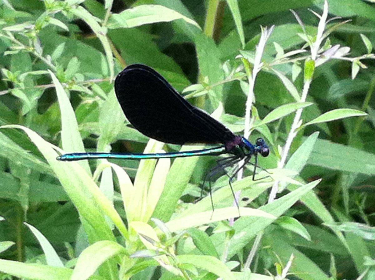 Ebony Jewelwing