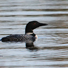Great Northern Loon (Common Loon)