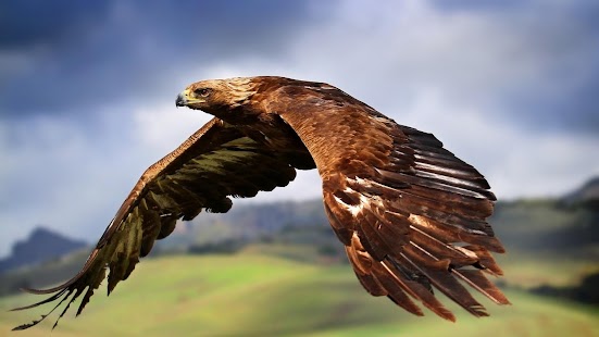How to install Hawk  Wallpaper 1.0 unlimited apk for laptop