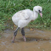 Caribbean flamingo (chick)