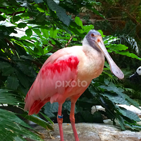 Pinky by Bridget Wegrzyn - Animals Birds