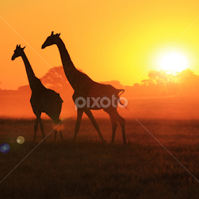 Giraffe Sunset Flare - African Wildlife Dusk by Dries Alberts - Landscapes Sunsets & Sunrises