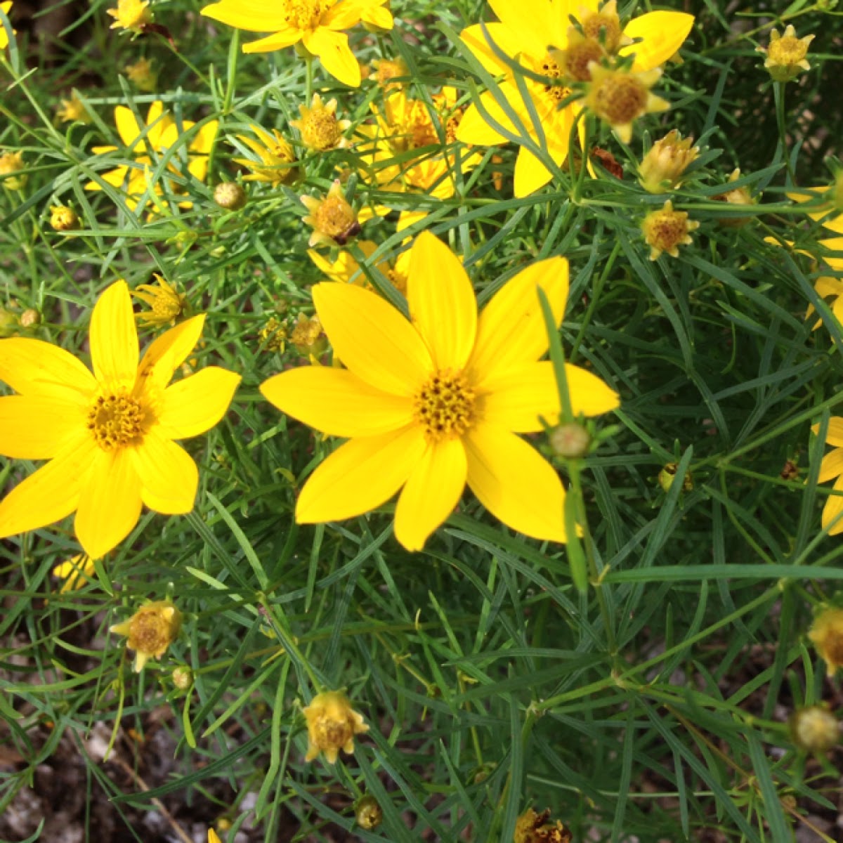 Coreopsis