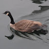 Canada Goose