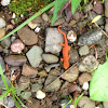 Eastern red spotted newt