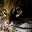 Tile Swap Game Wild Animals Download on Windows