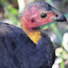 Australian Brushturkey