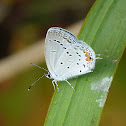 Eastern tailed-blue butterfly