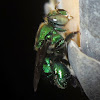Green Orchid Bee