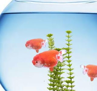 [最も共有された！ √] スマホ 壁紙 金魚 178180