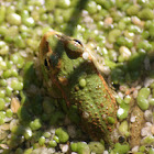 Edible Frog