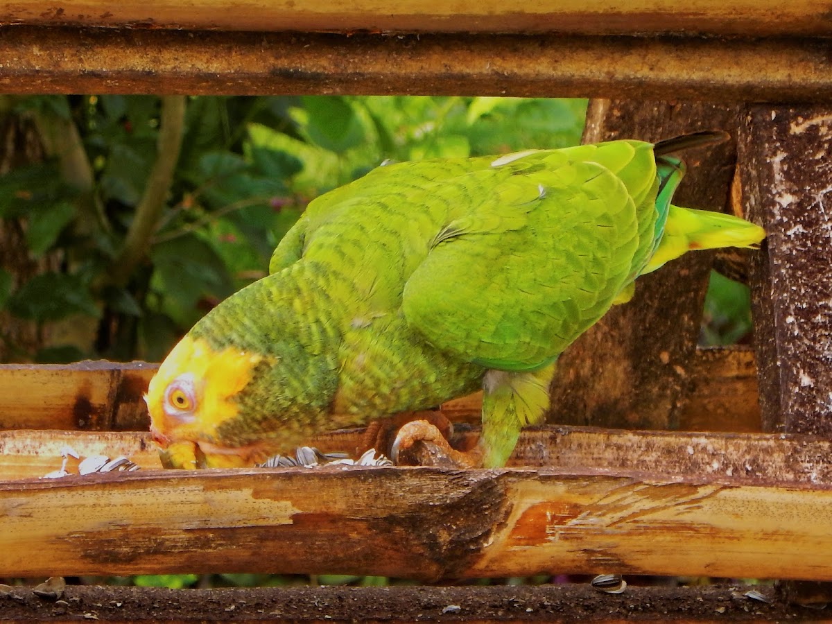 Papagaio-galego (Yellow-faced parrot)