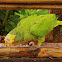 Papagaio-galego (Yellow-faced parrot)