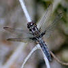 Blue Corporal Dragonfly