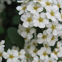 Tiny White Flowers