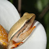Arum Lily Reed Frog