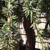 Ornamental pine