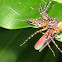 spider with planthopper