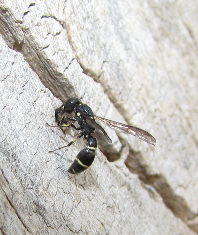 Mason wasp (female)