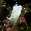 Giant White Nudibranch