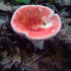 Brittlegill Mushroom