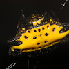 yellow spiny orb weaver