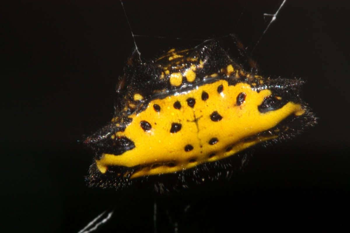 yellow spiny orb weaver