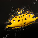 yellow spiny orb weaver