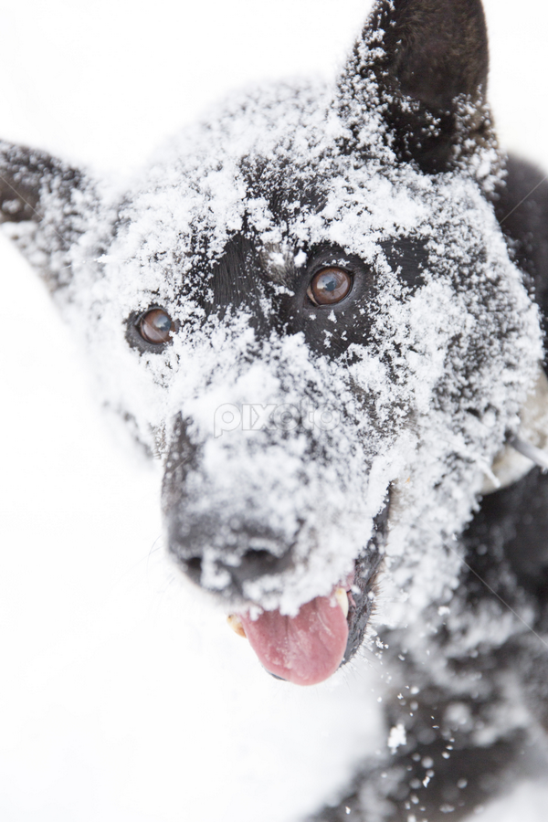Why Do Dogs Put Their Face In The Snow
