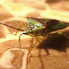 Hawthorn shield bug