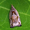 Tortrix Moth