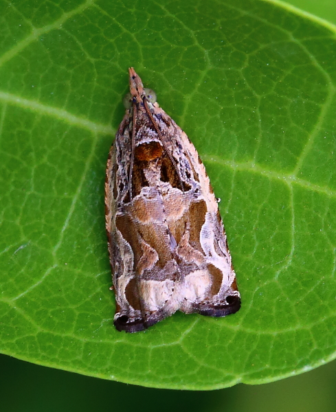 Tortrix Moth