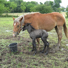 Belgian Mare with foal