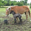 Belgian Mare with foal