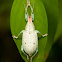 Three-toed albino weevil